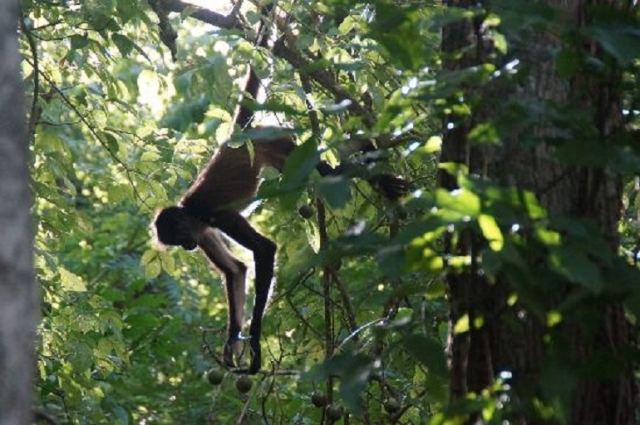 reserva de monos